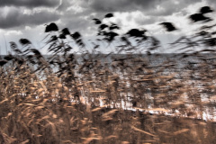 Moving Nature