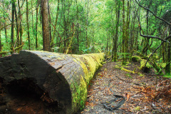 Log